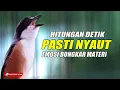 Download Lagu CENDET GACOR BONGKAR MATERI COCOK UNTUK PANCINGAN CENDET BAHAN IKUT KOAR - KOAR