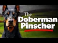 Doberman Pinscher Complete Breed Guide Training Temperament What New Owners NEED to Know