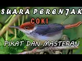 Lagu suara perenjak coki ribut untuk pikat dan masteran,