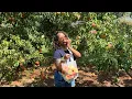 Jaemor Farms Peach Picking Is It Worth the Drive Georgia U-Pick Market Tour