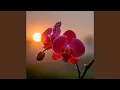 Download Lagu Good Morning