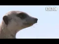 Download The snake-bitten meerkat's miraculous recovery | Planet Earth Live - BBC mp4 3gp mp3 videos - waplic