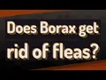 Does Borax get rid of fleas
