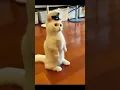 Download Lagu kucing lucu berdiri kaki 2 seperti jadi polisi - gemesin banget sih #shorts