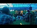 Download Lagu Kasa.a Gisude