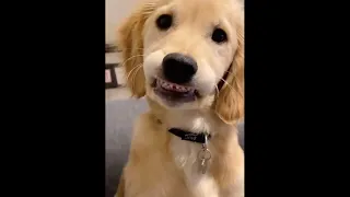 totally random videos that make you relax 2 treetcan 131216 unusualvideos instagram reels video