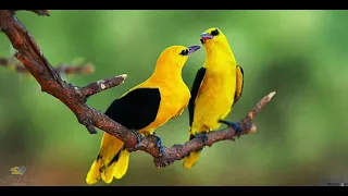 صوت الصفري  الاصلي للصيد  صيد طيور  صيد                      دندنها