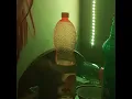 Caffeine