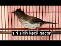 MASTERAN SIRI-SIRI KECIL GACOR COCOK UNTUK BONGKAR ISIAN BURUNG KICAU