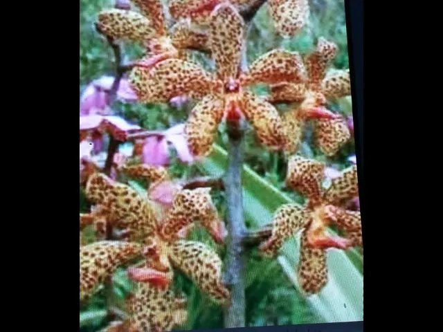 VANDOPSIS ANGGREK VANDA SULAWESI ANGGREK VANDA JUMBO DI BOROBUDUR ORCHIDS