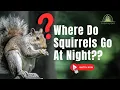 Where Do Squirrels Go At Night The Answer Will Surprise You