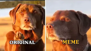 Original vs meme DOG MEMES