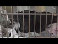 Memphis Animal Services offers discount for dogs and cats until Oct 15