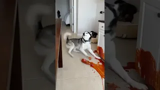 Max What Have You Done Cute Funny Pets Dog Cat Cat Funny Cute Animals Cat Dog Max Mia 