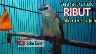 suara trucuk ribut pikat trucukan lain langsung emosi