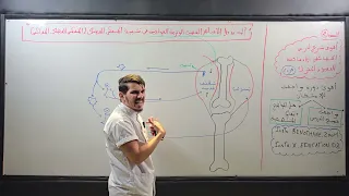 السنة الثانية الخصائص الإدماجية للعصبون المحرك الجزء 2 الأجسام العصبية الوترية الغولجية 