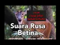 Suara Rusa Betina || Asli cocok untuk pikat || sudah terbukti