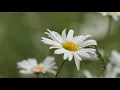Flowers - background