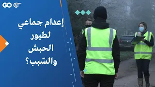 إعدام جماعي لطيور الحبش والس بب 