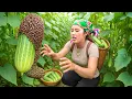 Lagu Harvesting 2000kg+ giant cucumbers in huge garden to sell at the market with my family