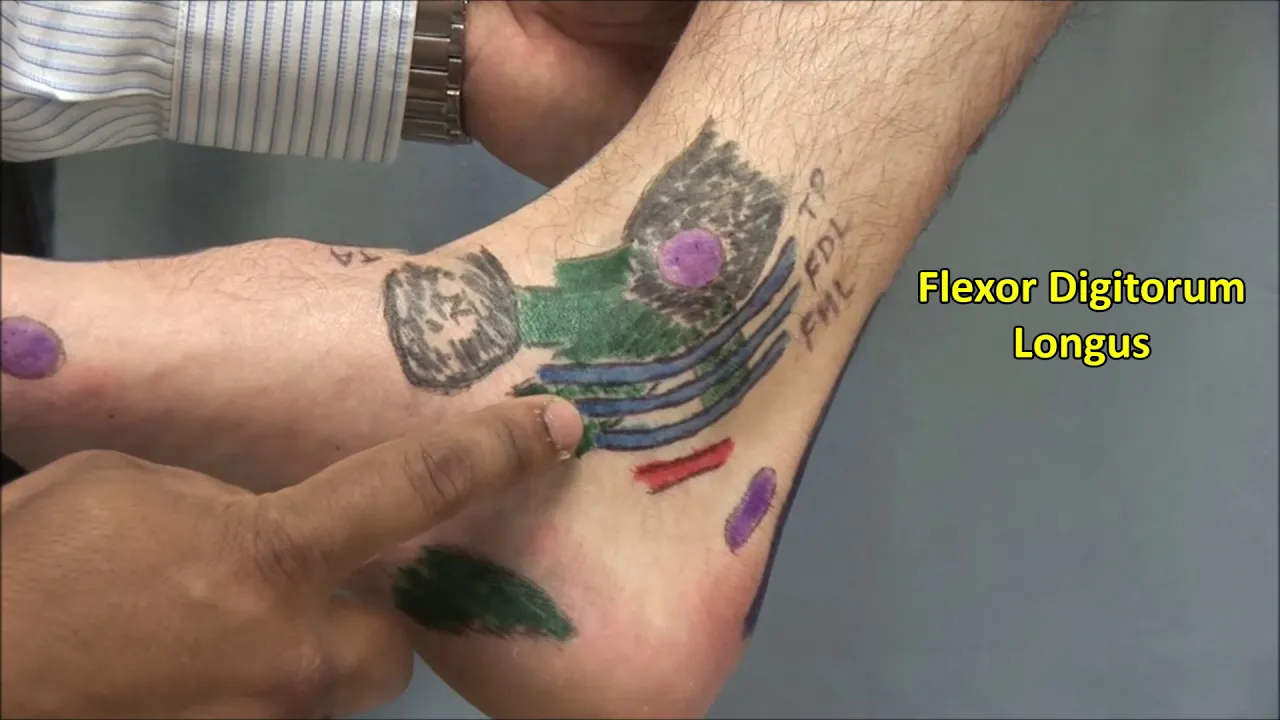 Ankle and Foot Exam - McMaster MSK Examination Series