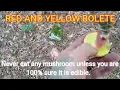 Red and yellow bolete or two colored bolete identification