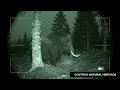 Mammoth Cam 3