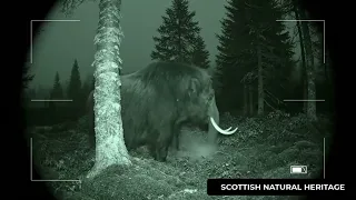 Mammoth Cam 3