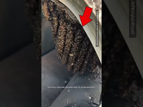 This Man Found a Beehive in His Car 😮 #shorts