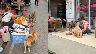 The highly intelligent dog went to the market and bought fruit and breakfast🤠