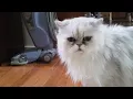 Persian cat Frosty weird strange meows meowing baby Chewbacca meow Silver Shaded Persian