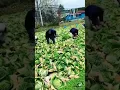 Lagu proses panen kubis / kol manual dan dengan alat #japan #panen #kenshuusei