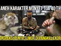 Download Lagu ANEH KARAKTER MONYET TUA 40 TH, INSPEKSI PUNYA TUMOR DI PANGKAL EKOR #AudreyA #KINGOFTHEJUNGLE
