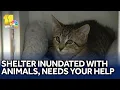 Baltimore County Animal Services at full capacity