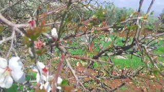 فيروز تشرين عم يجمع الزهر اليلكي 