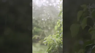 Relaxing Rain Soundtrack For Free No Copyright صوت المطر بدون حقوق للإسترخاء 