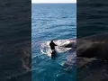 Download Lagu Blue whale rescued by a man #dolphin #wildlife #whale #animals