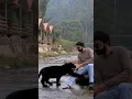 Black panther - Bagheera