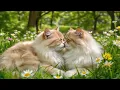 Lagu (Geen advertenties) Kattenmuziek voor stressverlichting 🐱 | Ontspannende melodieën en kalmerende ...