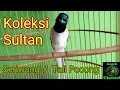 Download Lagu Suara Burung Seriwang / Tali Pocong