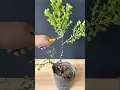 Download Lagu Modeling and production of boxwood materials #modeling tree#bonsaimaking#gardening