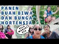 Download Lagu PANEN BUAH BIWA MARIKO RELA MANJAT POHON DAN PANEN BUNGA HORTENSIA DI SPANYOL #PANEN #SPANYOL