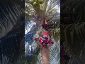 Emak-emak pemberani yang ahli memanjat pohon kelapa
