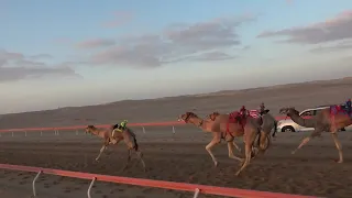 الشوط 3 ملبي للسيد خلفان بخيت فطيس المنصوري توقيت 10 00 42 