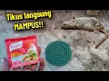 Download Lagu Tikus langsung MAMPUS !! Buat racun tikus paling ampuh, Tikus di rumah dan tikus sawah langsung mati