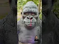 Download Lagu Gorilla🦍 nose bleeding treatment #animals #monkey #gorilla #viral short #shorts #candy #yummy #asmr