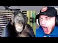 The Story of Travis the Chimp REACTION