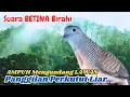 Download Lagu Perkutut Lokal Gacor Panjang di Alam Tropis Suara Natural