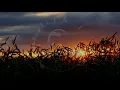 [Melodic House] Pretty Pink - Come Back (Extended Mix)