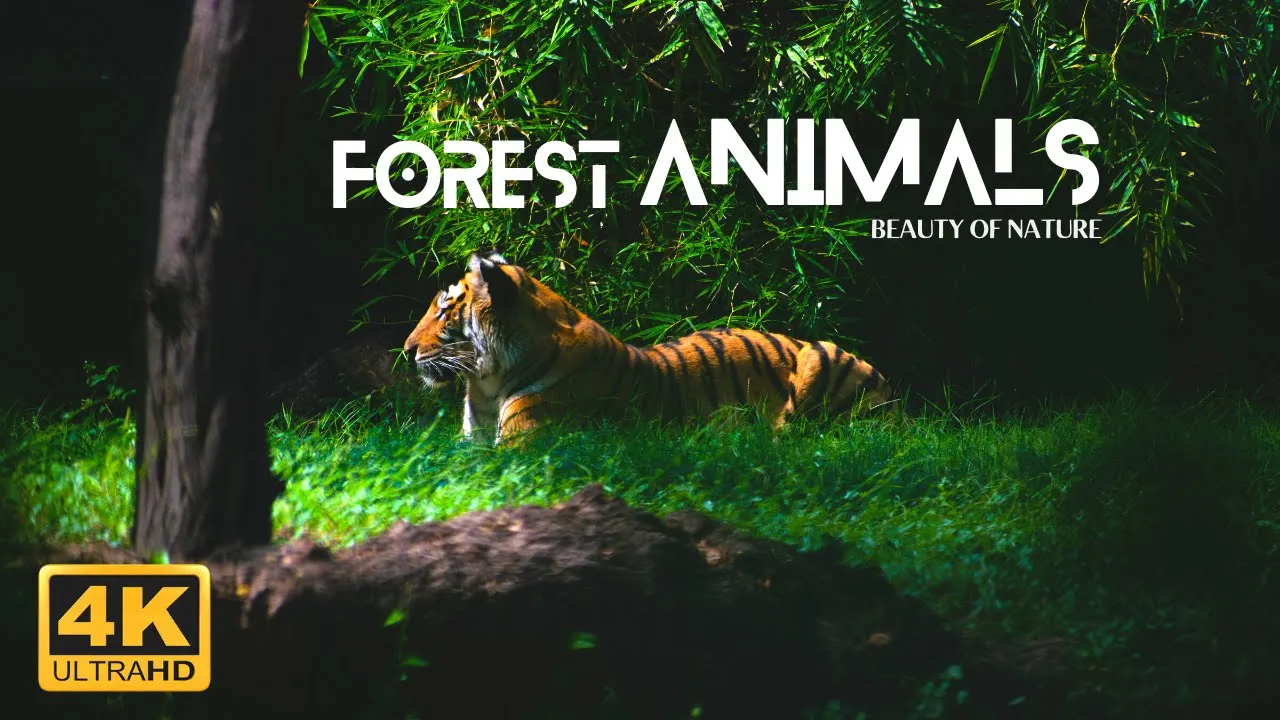 Forest Animals 4k - Amazing World of Forest Wildlife - Scenic Relaxation Film